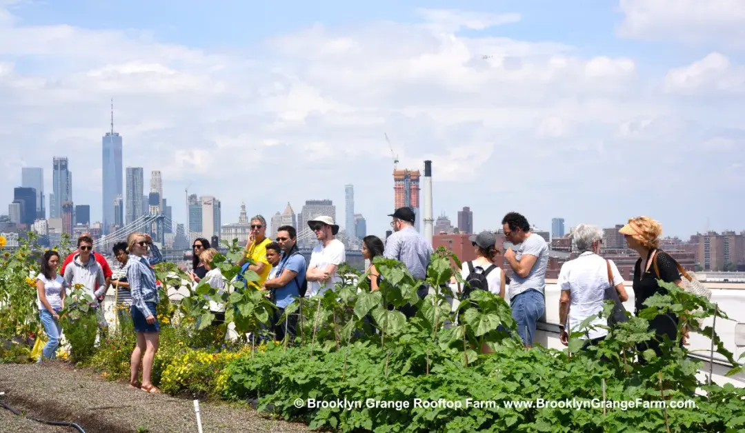 蔺桃全球最大商业屋顶农场纽约客的十年疯狂实践