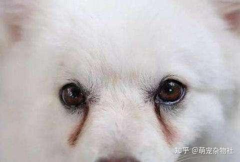 狗狗有泪痕怎么办? - 知乎