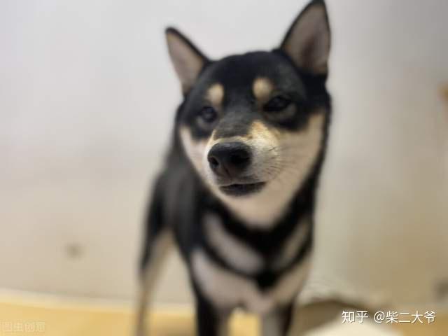 黑柴?白柴?赤柴?新手选择哪一种柴犬好养? - 知乎