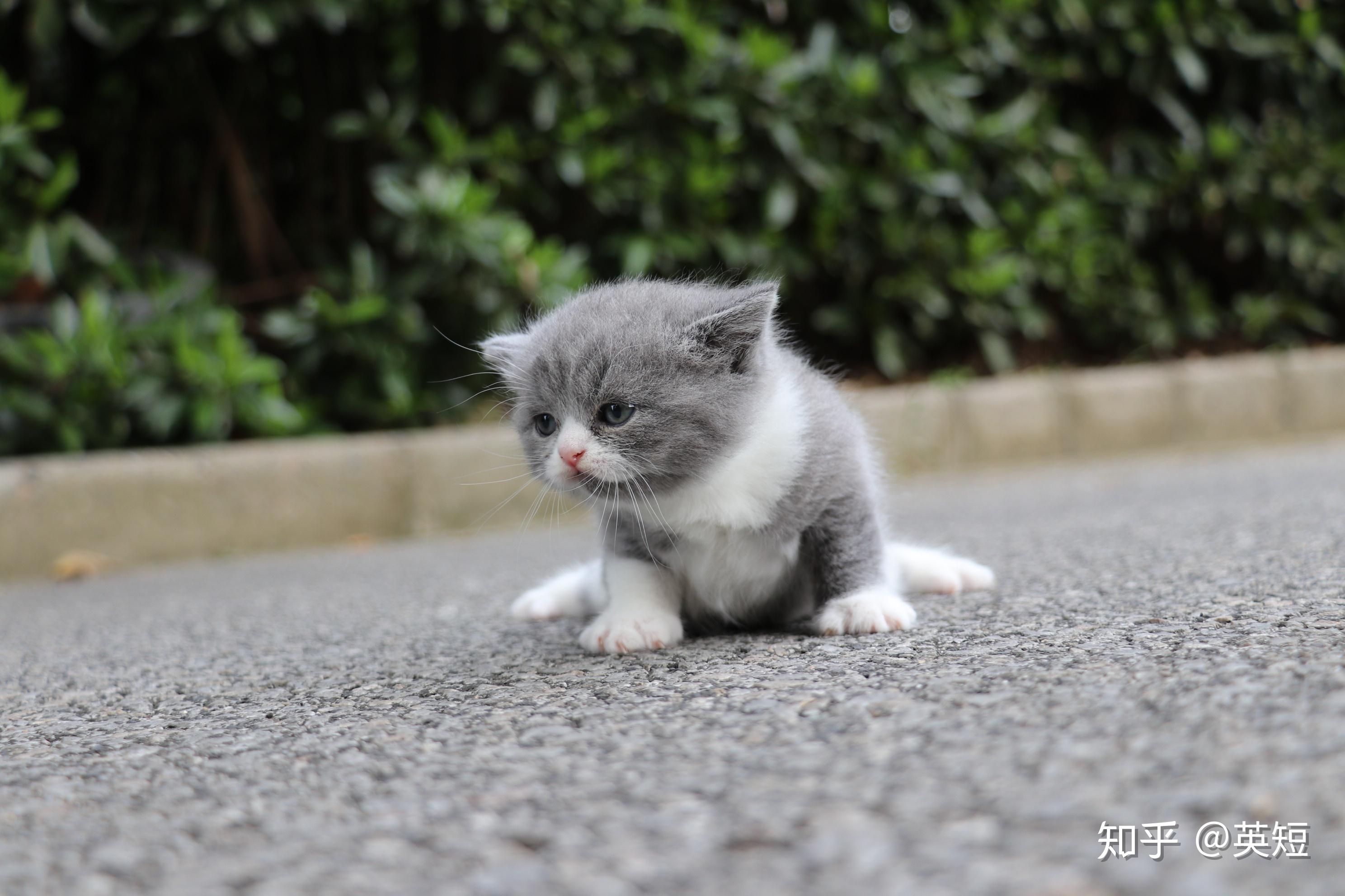 一个月大英国短毛猫蓝白色高清照片