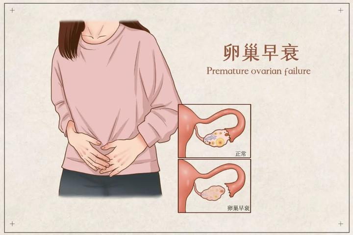 卵巢的一生：从“呱呱坠地”开始 - 知乎