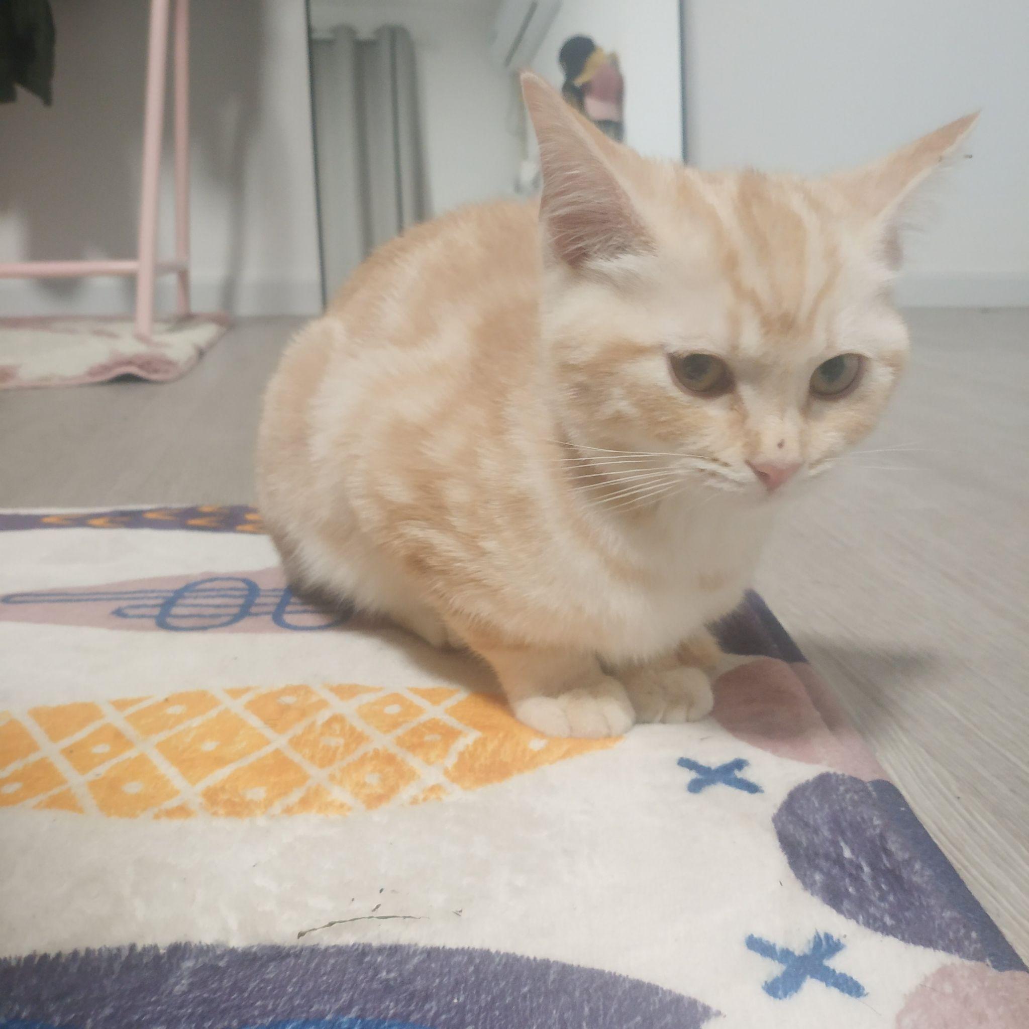 为什么美短红虎斑(加白)那么冷门? - 知乎