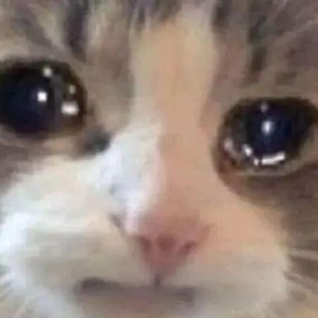 有没有哭泣猫的表情包?