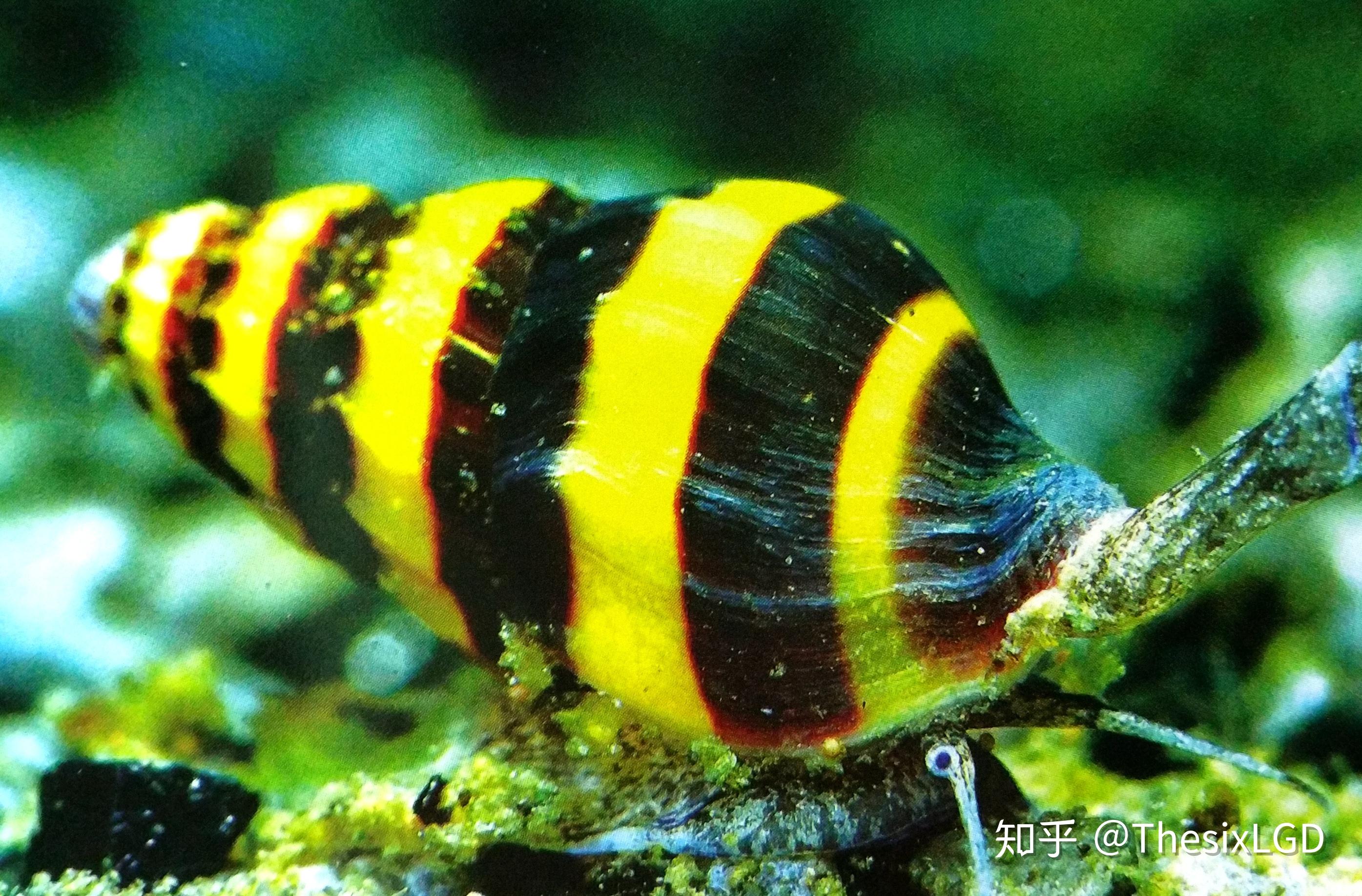 水族宠物螺如何饲养.重质不重量.