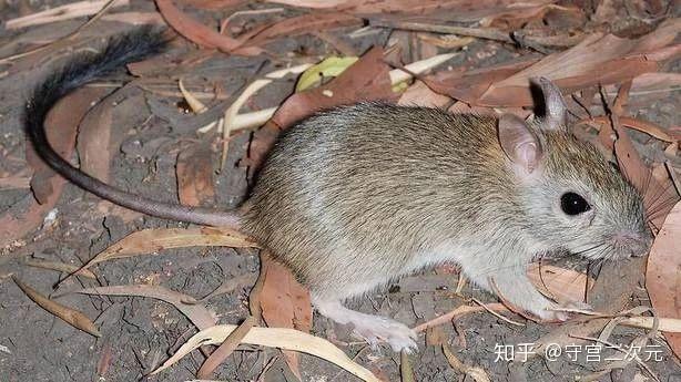 (bramble cay melomys,珊瑚裸尾鼠)