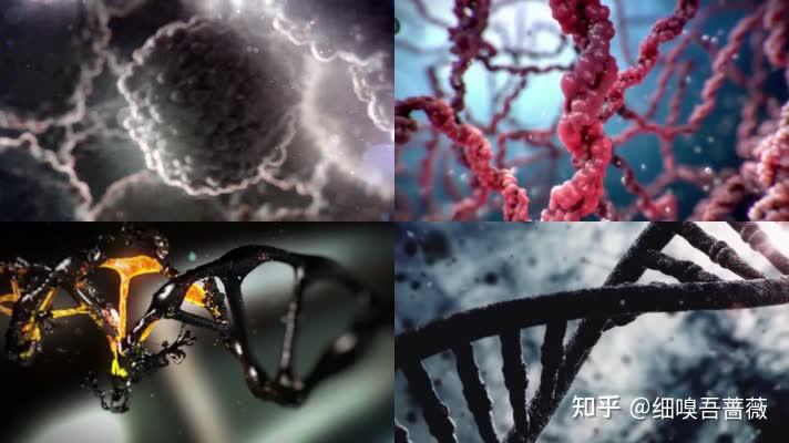 DNA突变进展到癌细胞过程 - 知乎