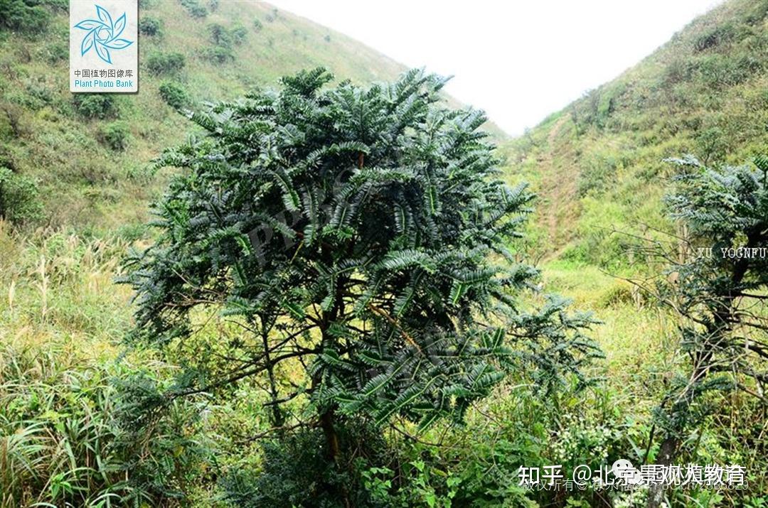 景观效果:粗榧通常多与他树配置,作基础种植用,或植于草坪边缘大乔木