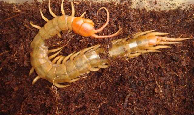 请问有人见过纯金色的蜈蚣嘛? - 知乎