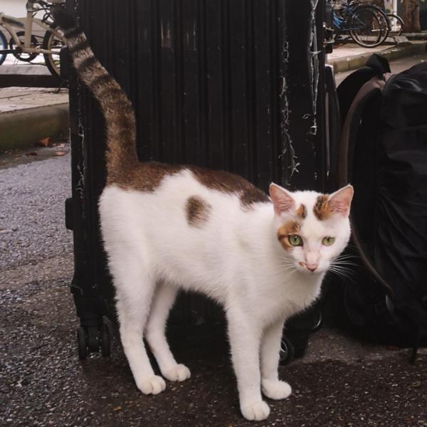 喂流浪猫是一种怎样的体验?