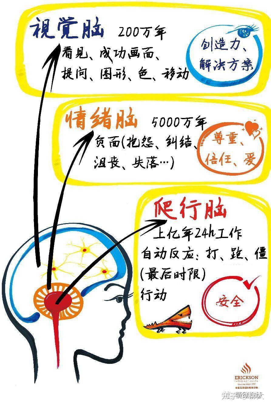 爬行脑和情绪脑决定很多本能和条件反射,而我们能意识到的大部分活动