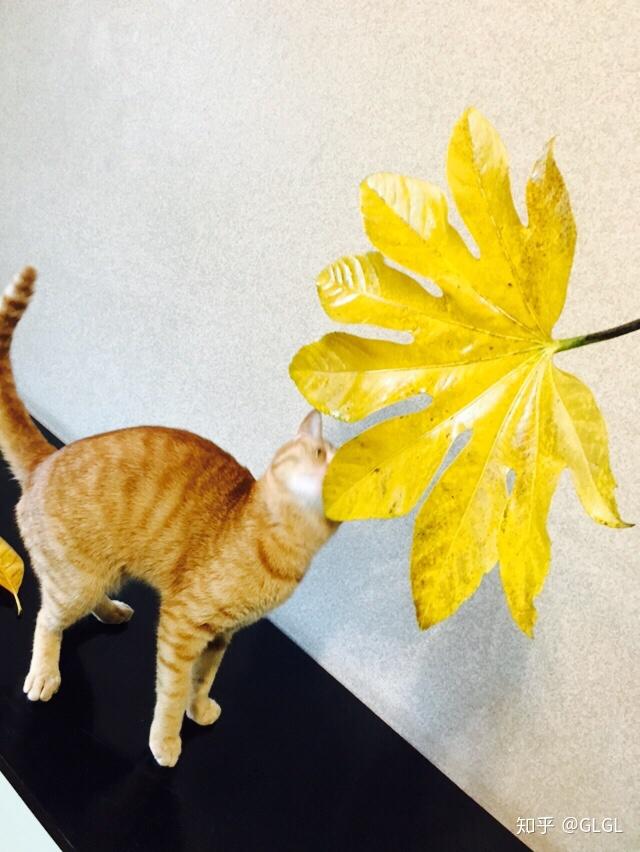猫喜欢玩乒乓球吗 v2-7ccc026234df41677daa72527e81ff50_r.jpg