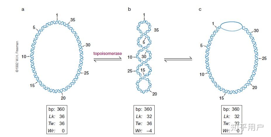 负超螺旋怎么产生张力呀 负超螺旋不是解开dna双螺旋吗? - 知乎