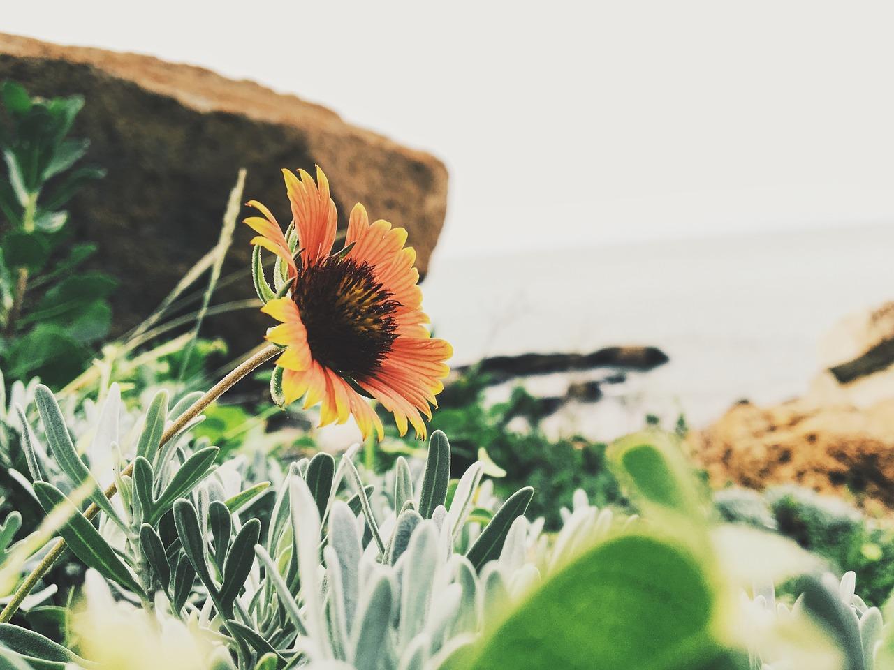 庭院花草如何搭配