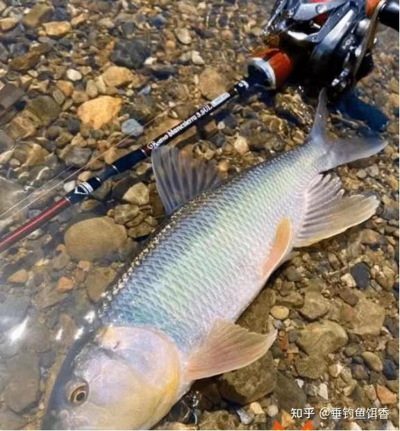 马口鱼生长缓慢,自然水域为何能钓获许多250g以上巨型马口鱼? - 知乎