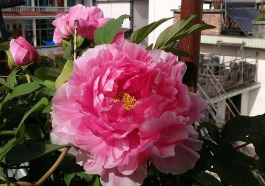 开花最大的牡丹花 v2-7cef05d80f9ee1aa9c3a7a598377a776_1440w.jpg?source=172ae18b