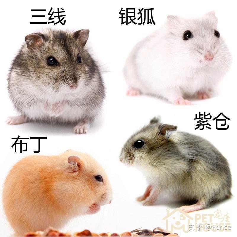 想在年后养一只仓鼠,萌新求问一些注意事项,仓鼠用品及食物的推荐,越全越好? - 知乎