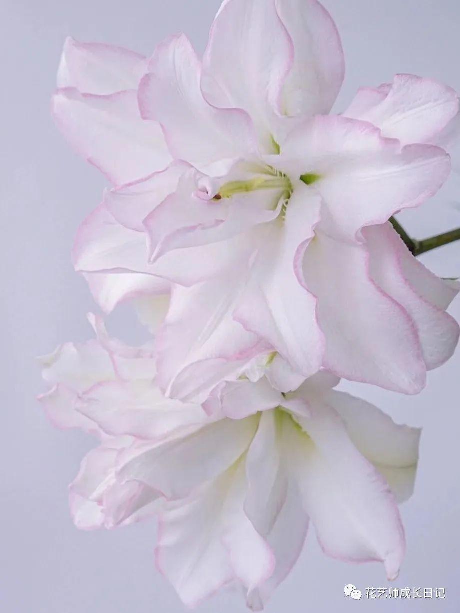 13 | 冰美人重瓣百合,重瓣百合中的爱马仕!