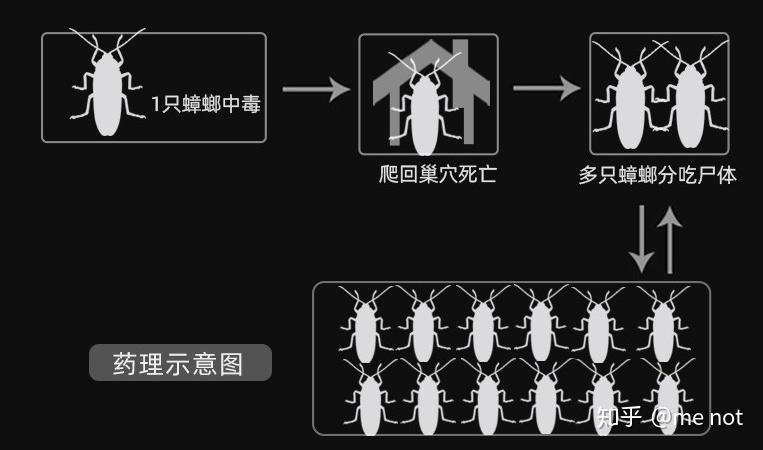 当家中出现一只蟑螂的时候,家里可能已经有100只蟑螂了