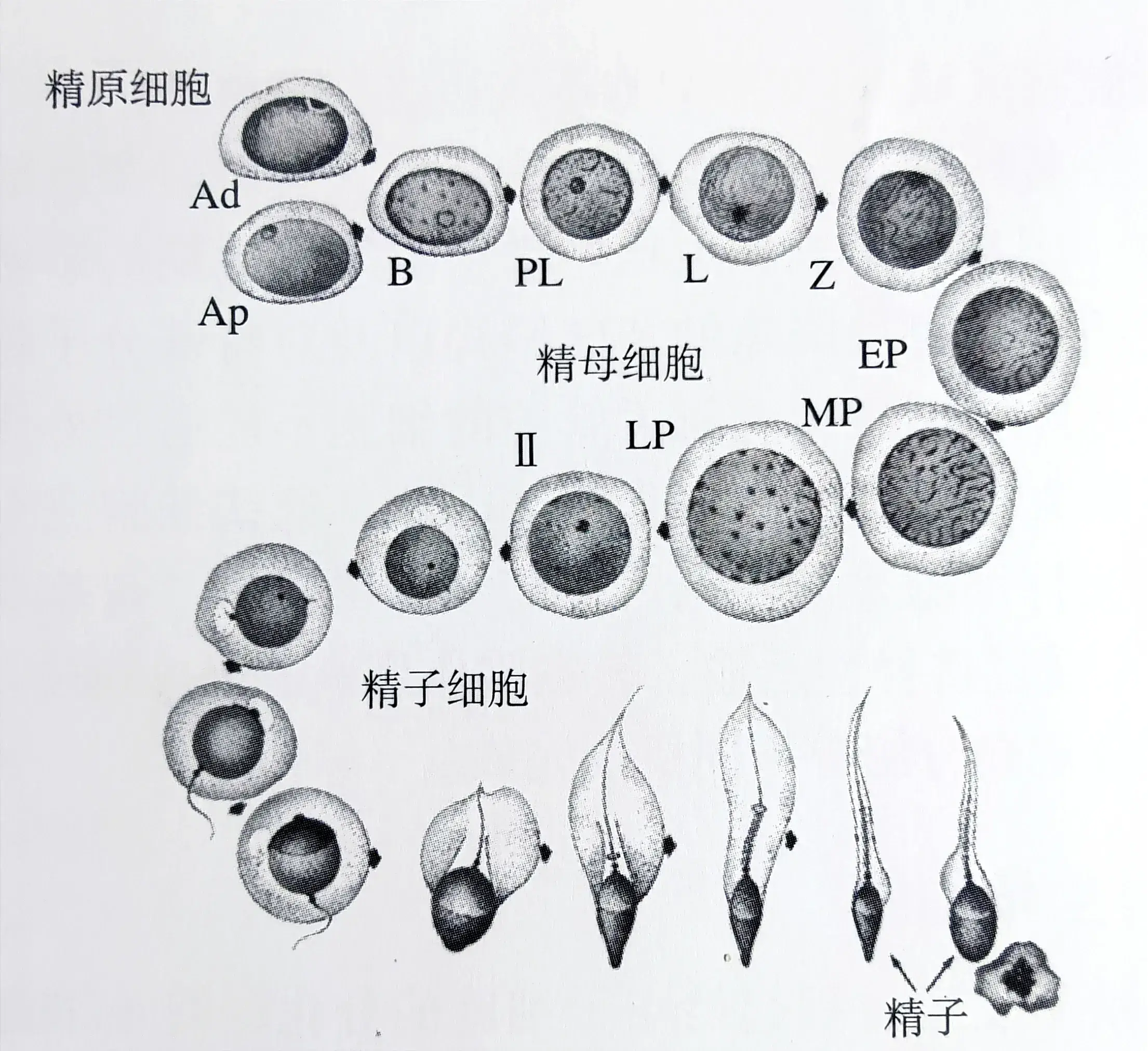 精子如何生成? 从精子生成环境精曲小管说起