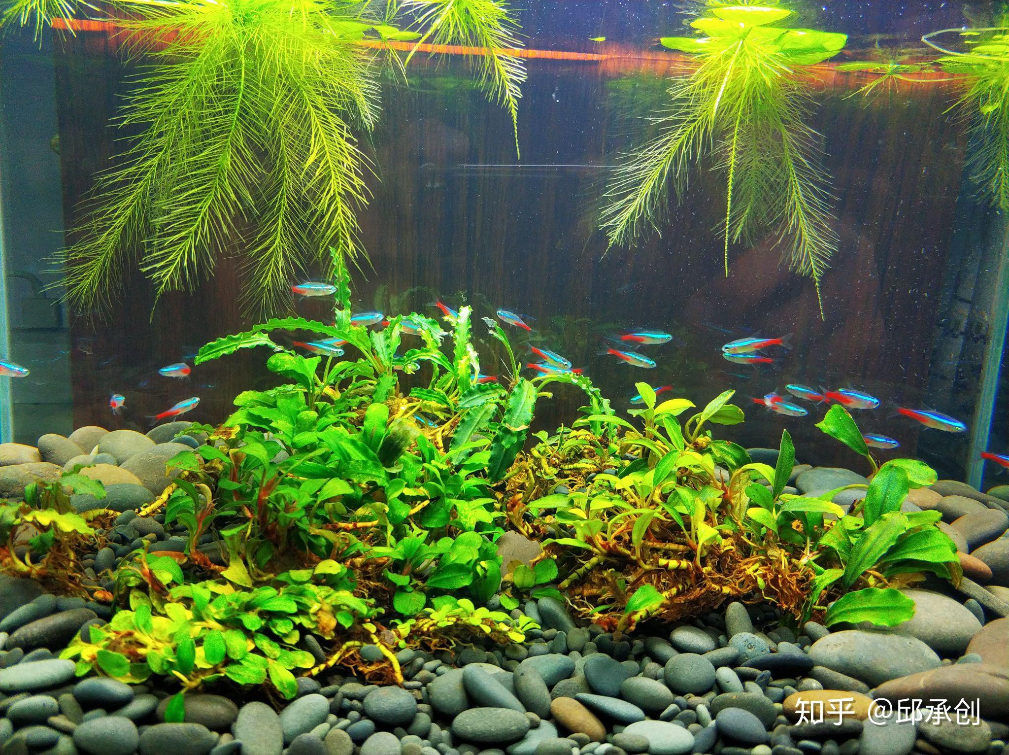 求助,鱼缸里面水体浑浊,水草泥上面存在白毛怎么办? - 知乎