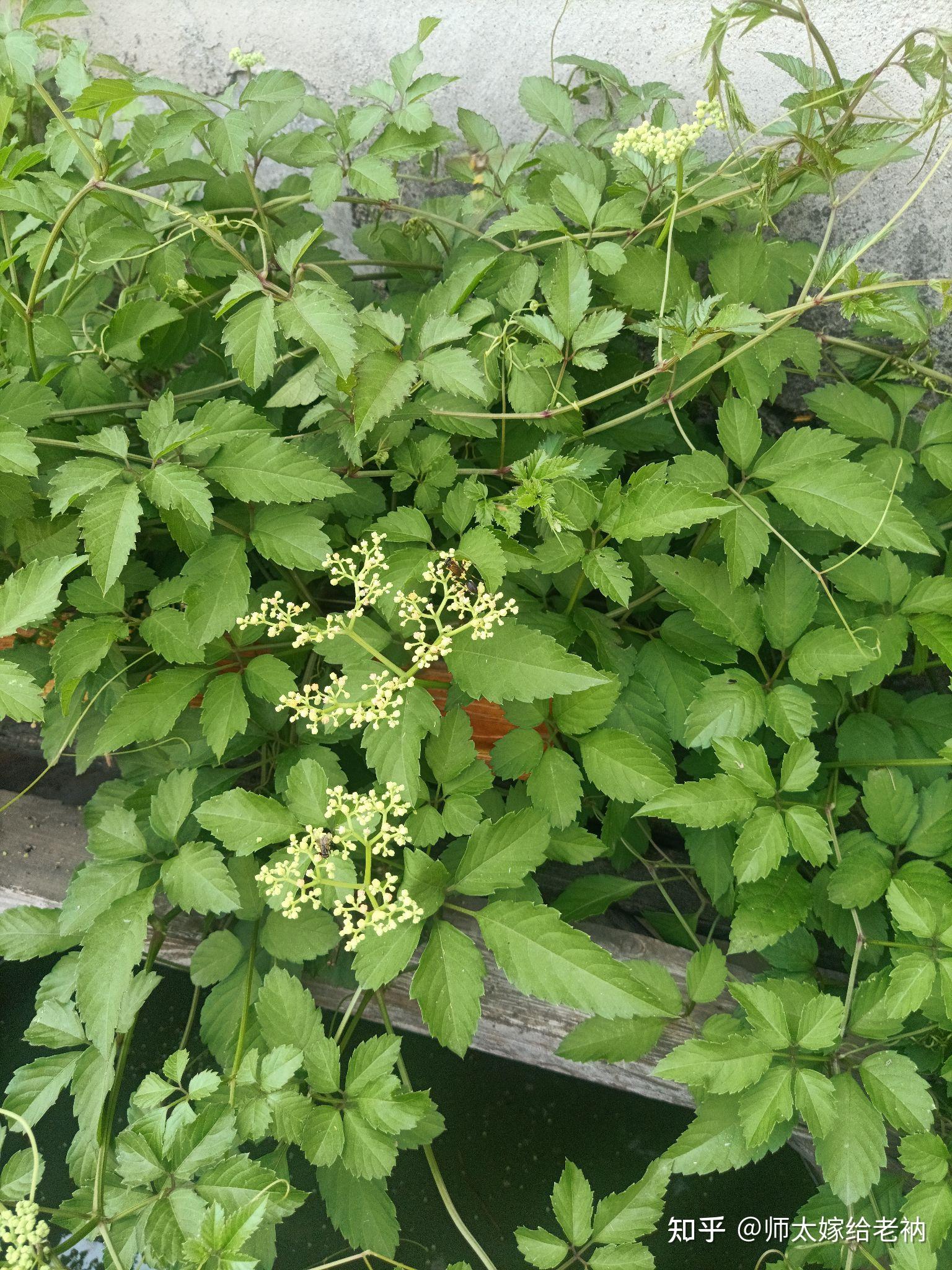 这是哪种马蜂?有知道的不?