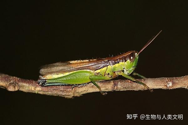 【动物界全系列】剑角蝗科—稻蝗亚科（二）：稻蝗 - 知乎