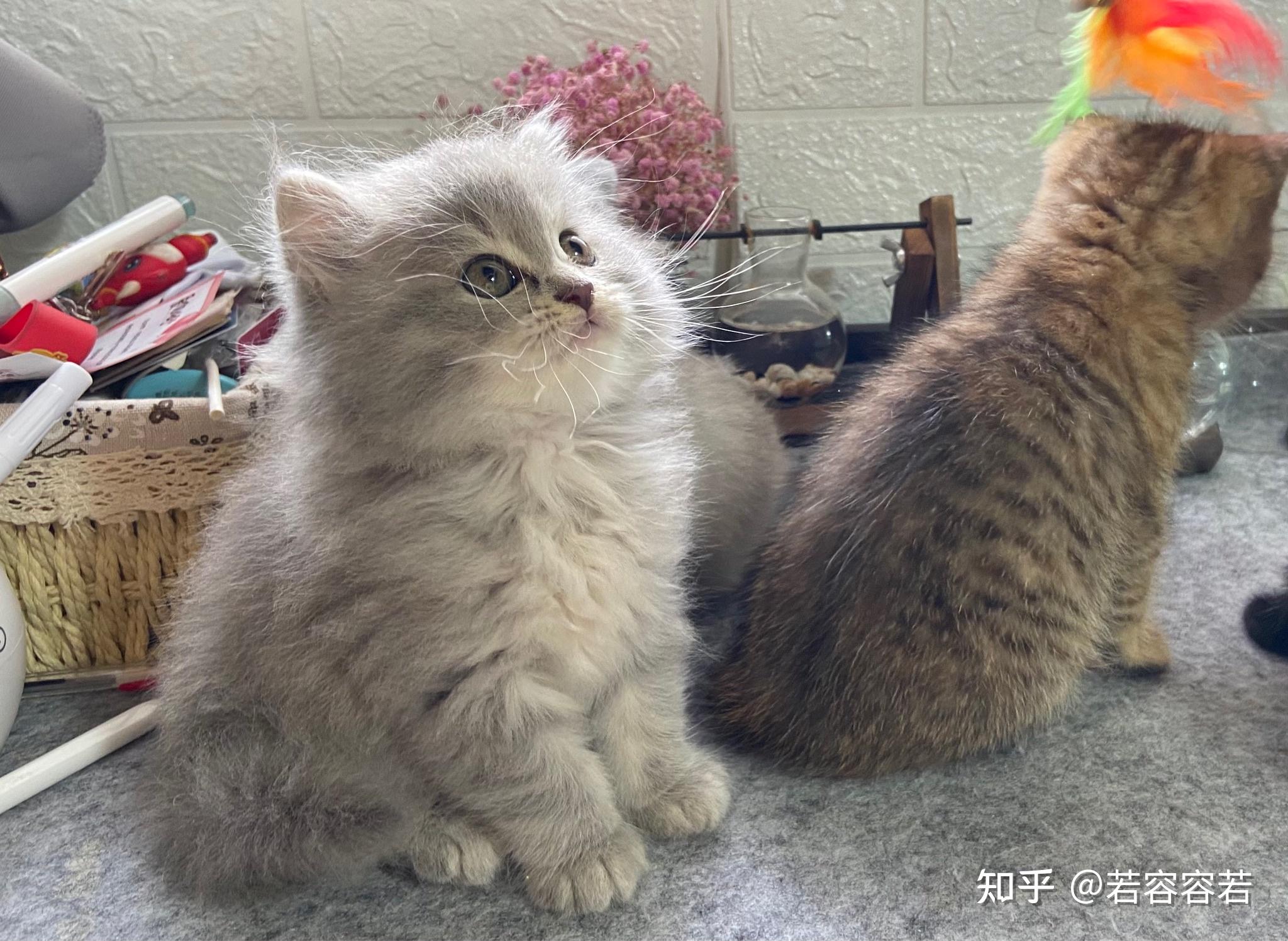 蓝猫和橘猫可以杂交吗如果可以的话有实际案例吗