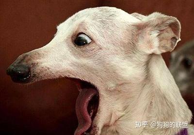 这七件事,狗狗最害怕,铲屎官切记不要犯! - 知乎