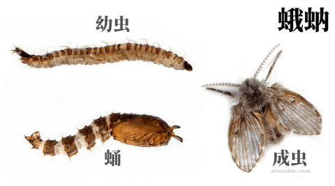 怎么处理厕所中不断产生的小飞虫(蛾蚋)? www.zhihu.com