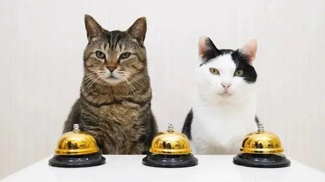 按铃铛抢饭吃的小猫咪,你见过吗?