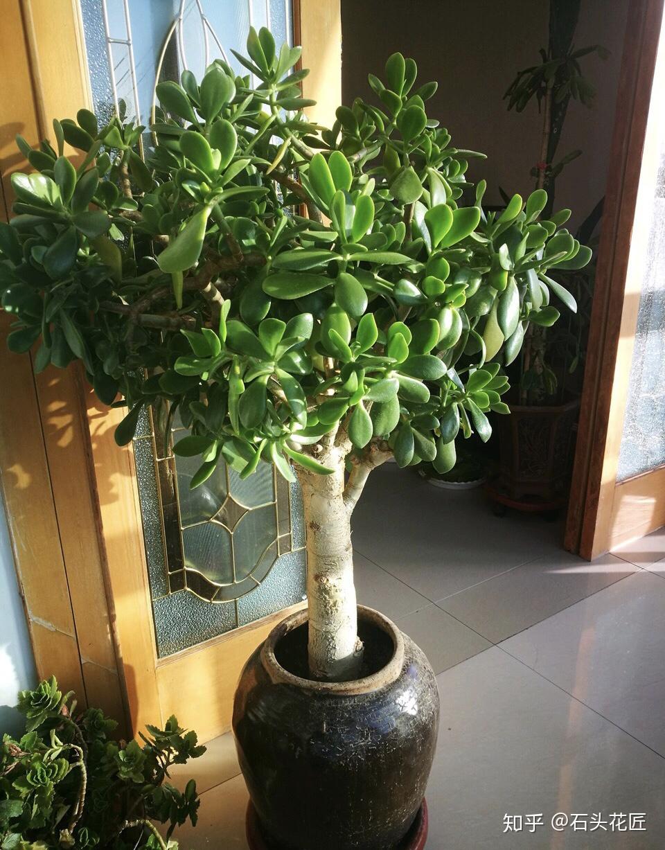 养了5年玉树1晚上冻成八抓鱼枝干发软没救了