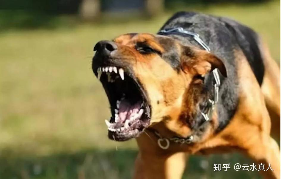 0“狗咬人”事件大结局,当面对恶犬时,我们要学会自救 - 知乎