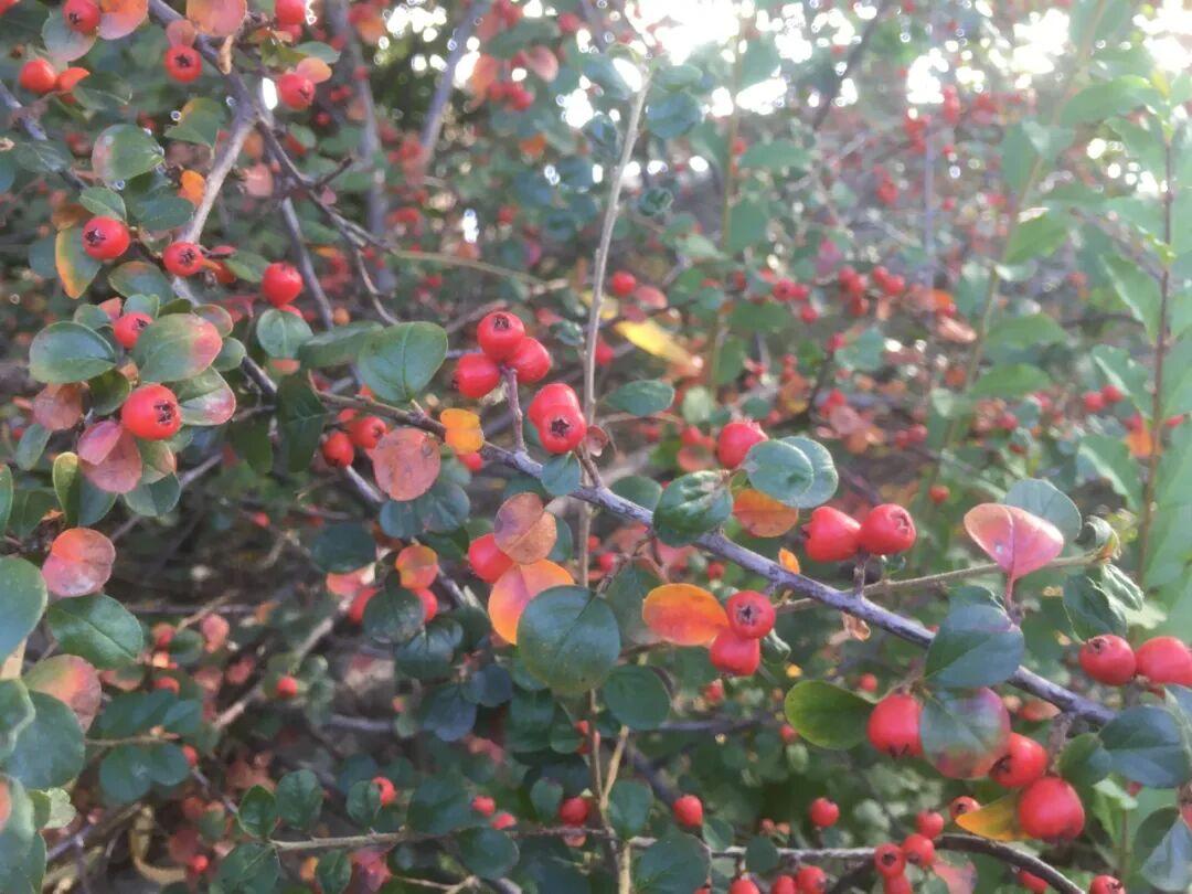 平枝栒子丨常见的小灌木，枝条平展如蜈蚣，秋冬红果挂枝头，好美 - 知乎