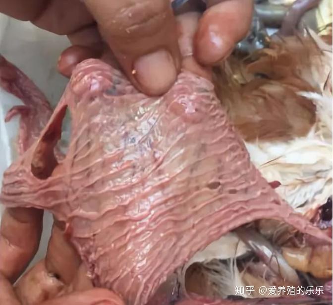 卵泡充血,出血粪便变稀,异常输卵管炎的治疗:蛋鸡输卵管炎以预防为主