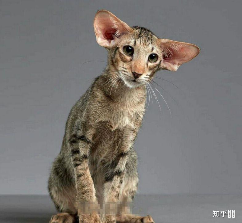 有哪些大耳朵的猫品种? 
