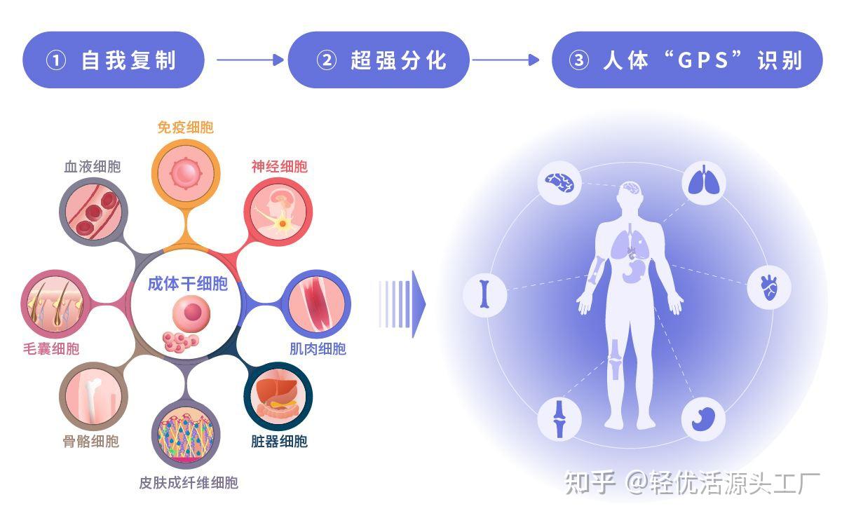 血管再生 - 知乎