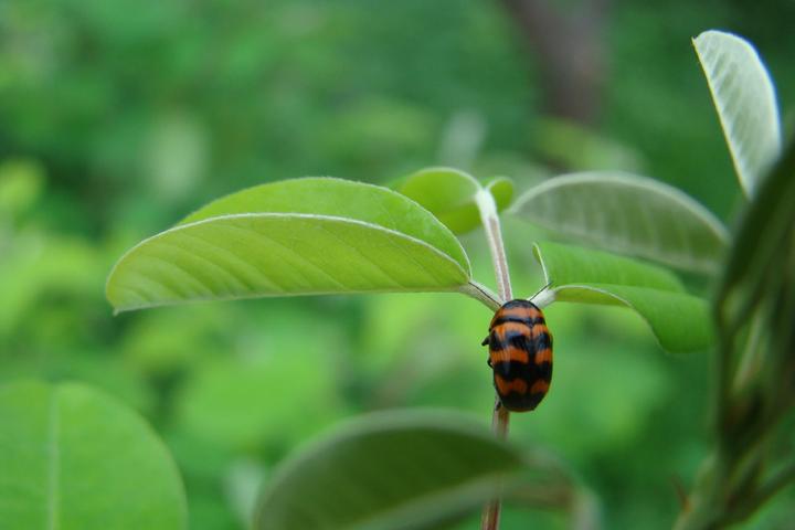 【动物界全系列】肖叶甲科—肖叶甲亚科（六） - 知乎