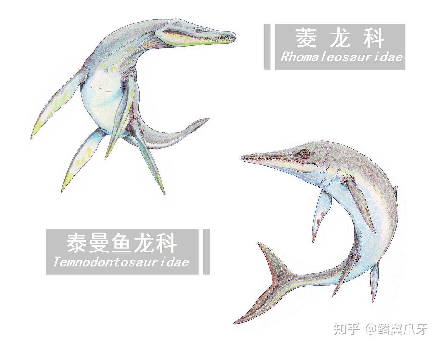 【远古の鳍】上龙科小传1:修短随化,来日方长 - 知乎