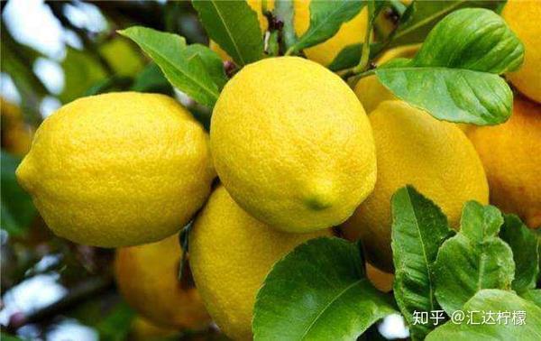 柠檬很酸，所以是酸性的？ 知乎 