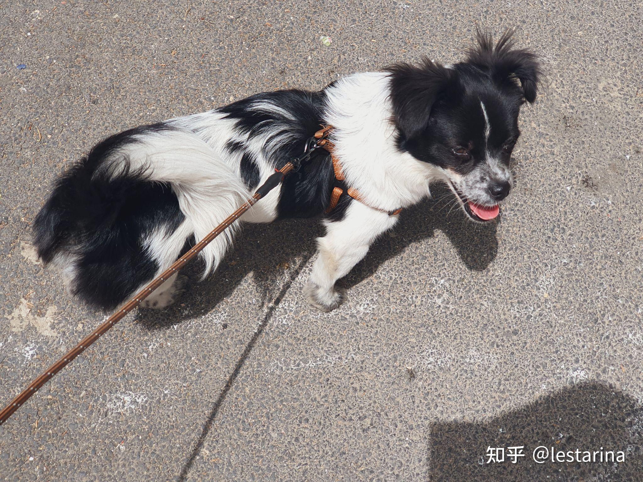 真的有和边牧长的像的土狗吗?还是说它是一只串串,有着边牧的血统?