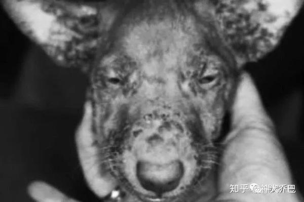 神犬乔巴 狗狗皮肤病那些事儿 知乎