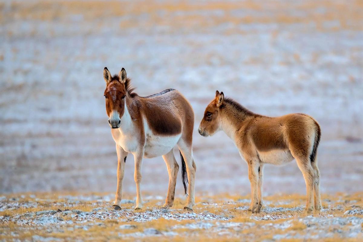 藏野驴 Equus kiang - 专题库 - 国家动物标本资源共享平台