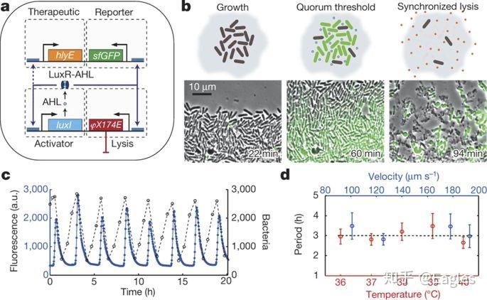 什么是单细胞生物举例 v2-7d4b275aea178430d51c14f4865cb788_r.jpg
