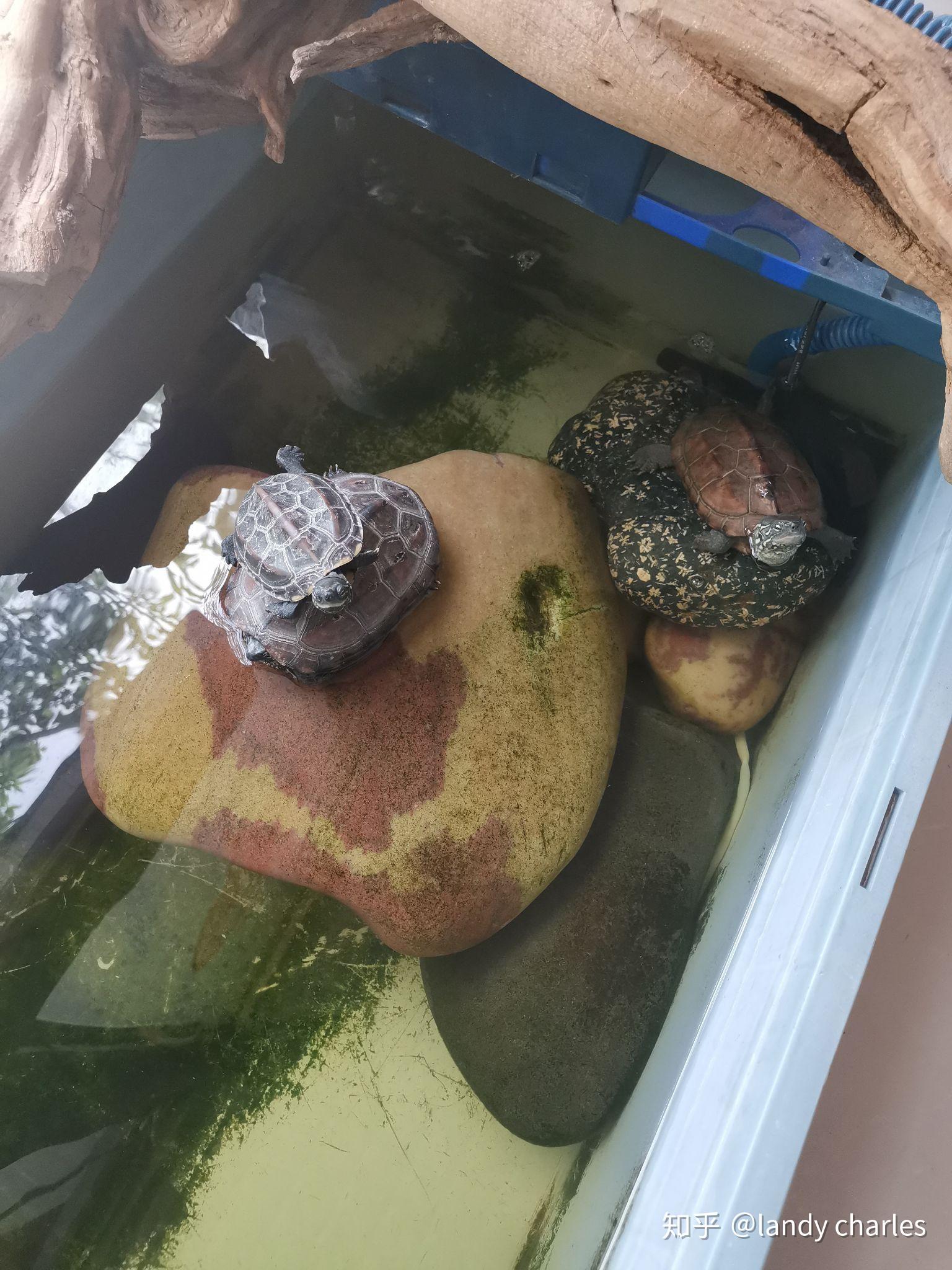 网上买的乌龟晒台我不喜欢怎么样diy自制乌龟晒台? - 知乎