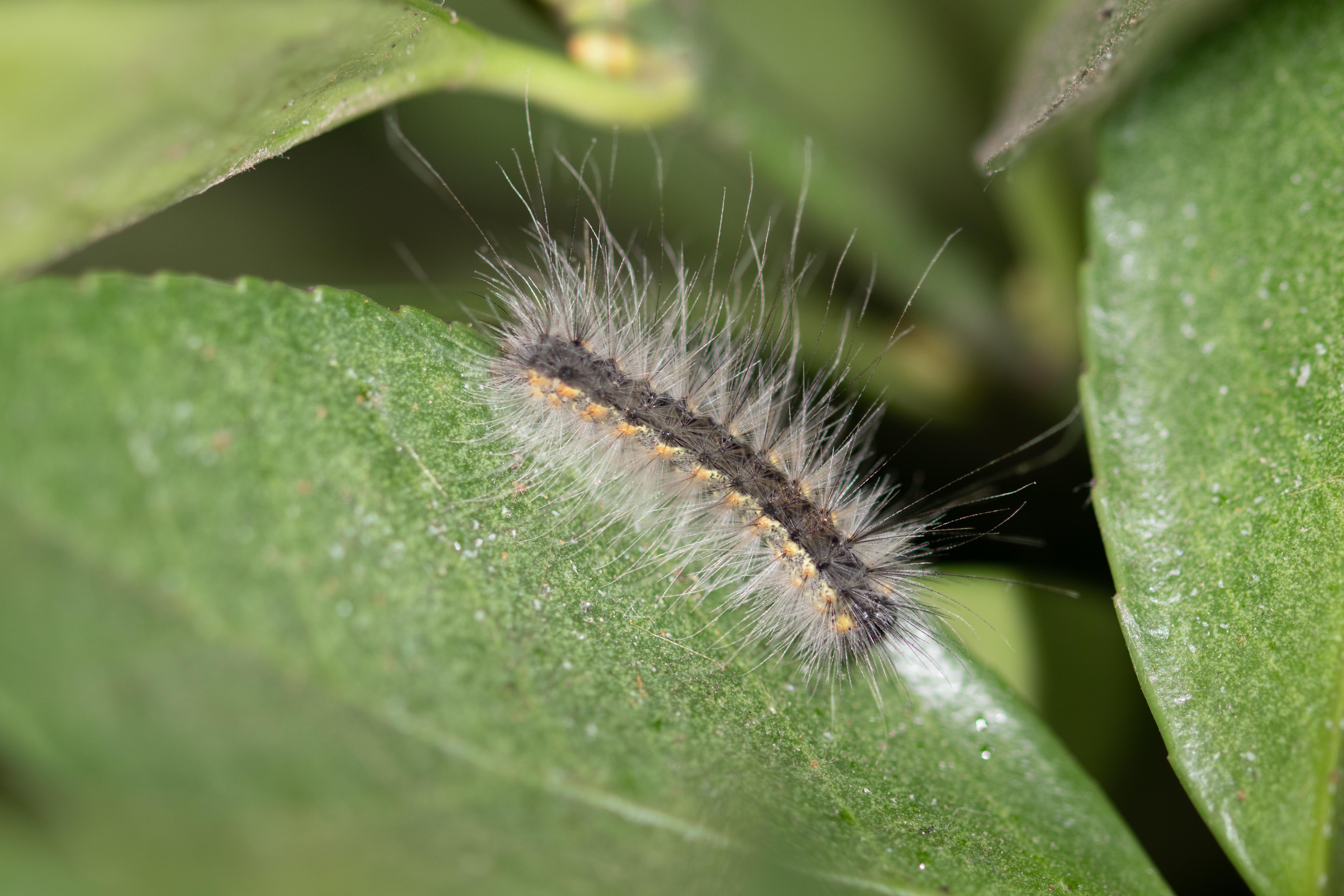 泛滥的"洋辣子"|美国白蛾