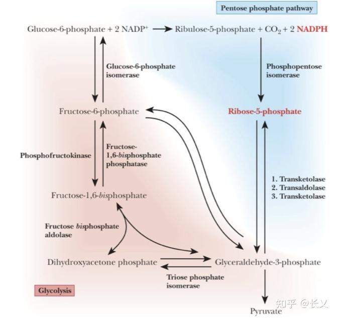 磷酸戊糖途径过程图片