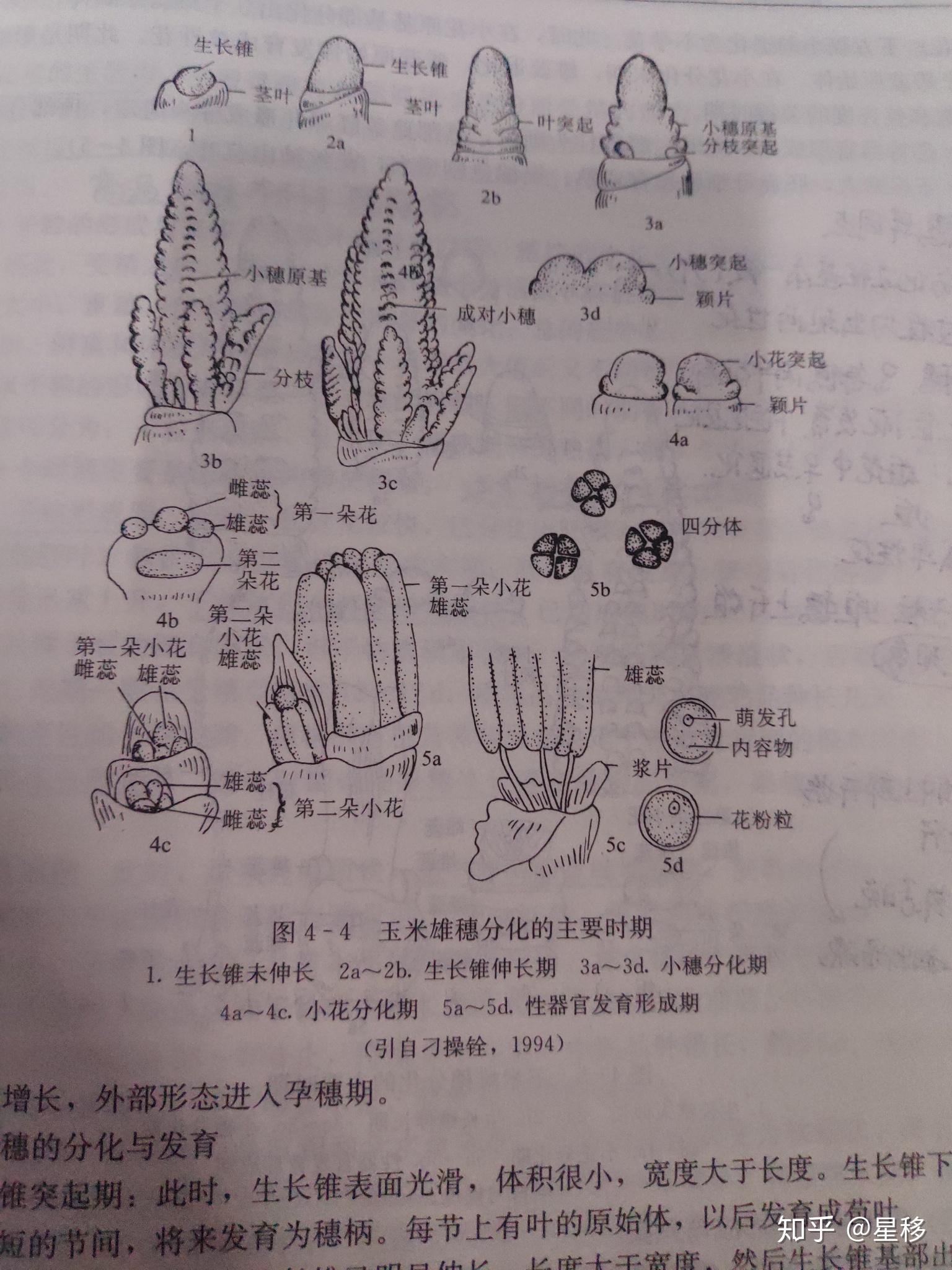 有大佬知道玉米雄花的結構嘛,就是花序裡很小的小花那種的結構,跪求.