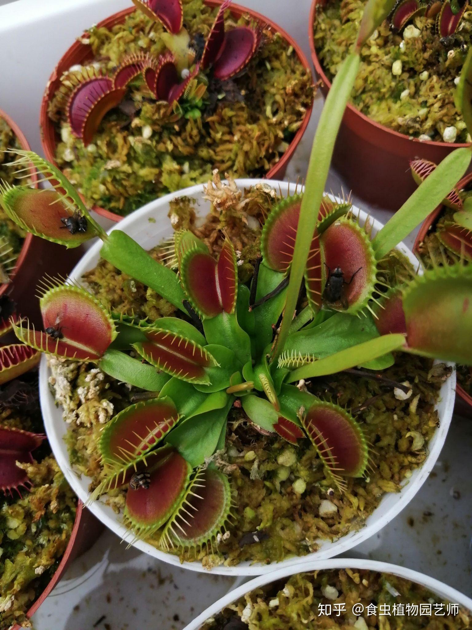 捕蝇草有哪些值得一养的品种,能养出来的效果和官图不差? - 知乎