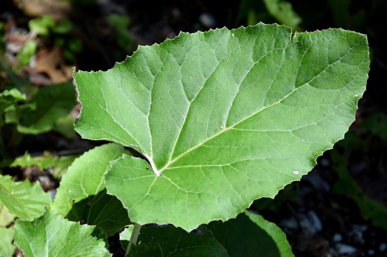 小叶蕙兰如何养殖方法