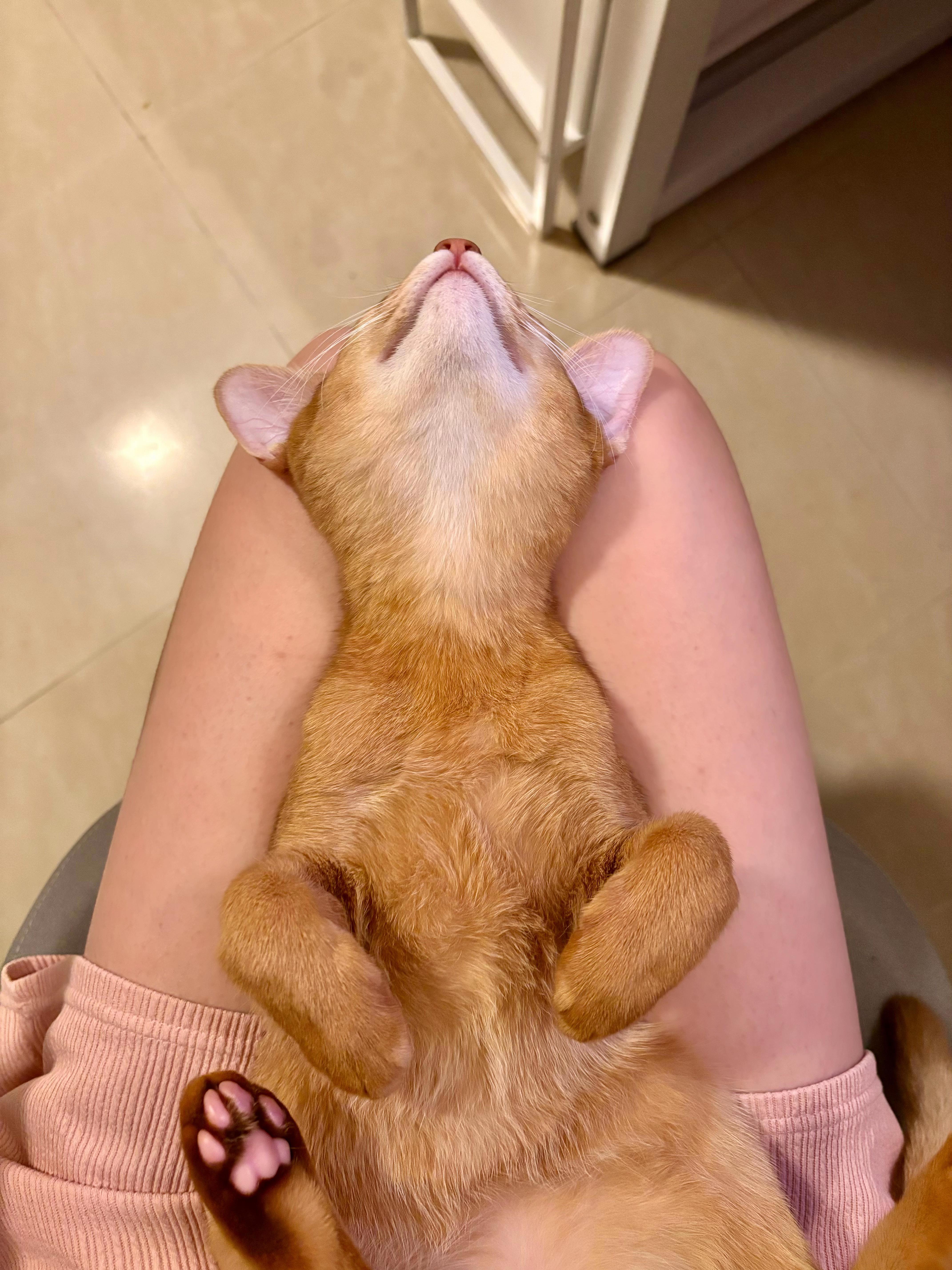 可以放一张猫猫睡懒觉的照片吗